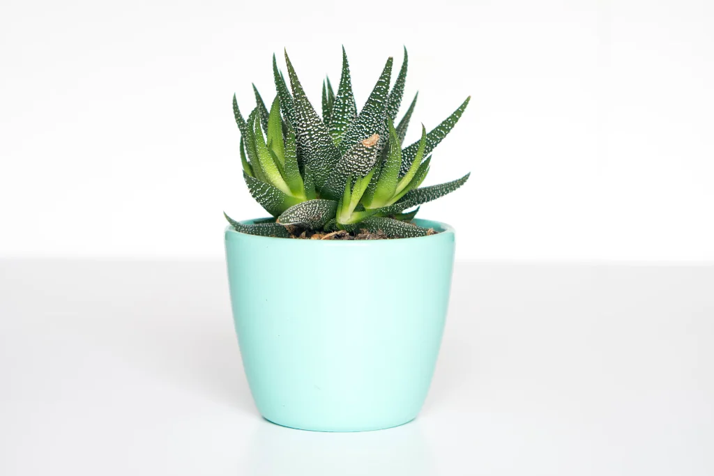 عنصر المشاريع